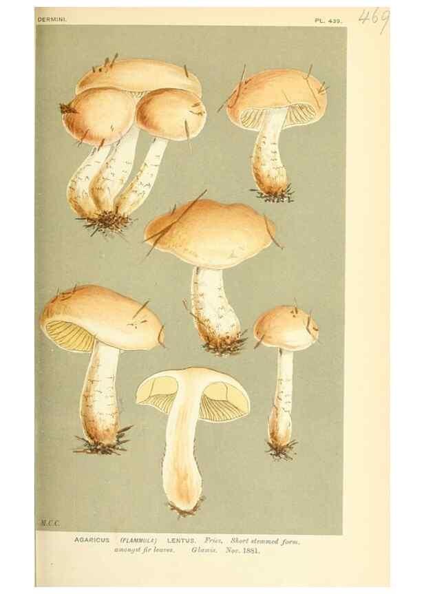Reproducción/Reproduction 9015132379: Illustrations of British Fungi (Hymenomycetes), to serve as an atlas to the ""Handbook of British Fungi"".. LondonWilliams and Norgate1881-91