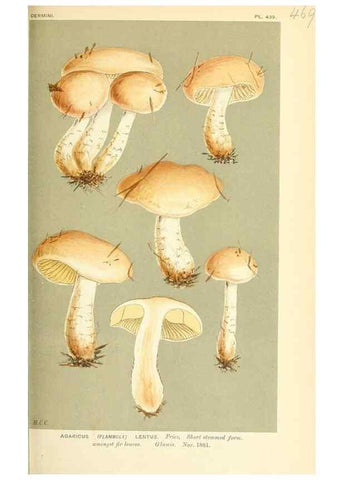 Reproducción/Reproduction 9015132379: Illustrations of British Fungi (Hymenomycetes), to serve as an atlas to the ""Handbook of British Fungi"".. LondonWilliams and Norgate1881-91