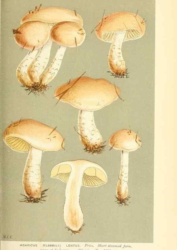 Reproducción/Reproduction 9015132379: Illustrations of British Fungi (Hymenomycetes), to serve as an atlas to the ""Handbook of British Fungi"".. LondonWilliams and Norgate1881-91