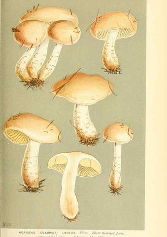 Reproducción/Reproduction 9015132379: Illustrations of British Fungi (Hymenomycetes), to serve as an atlas to the ""Handbook of British Fungi"".. LondonWilliams and Norgate1881-91