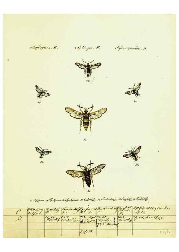 Reproducción/Reproduction 9101512244: Hübner's papilio. S.l. :s.n.,1796-1841
