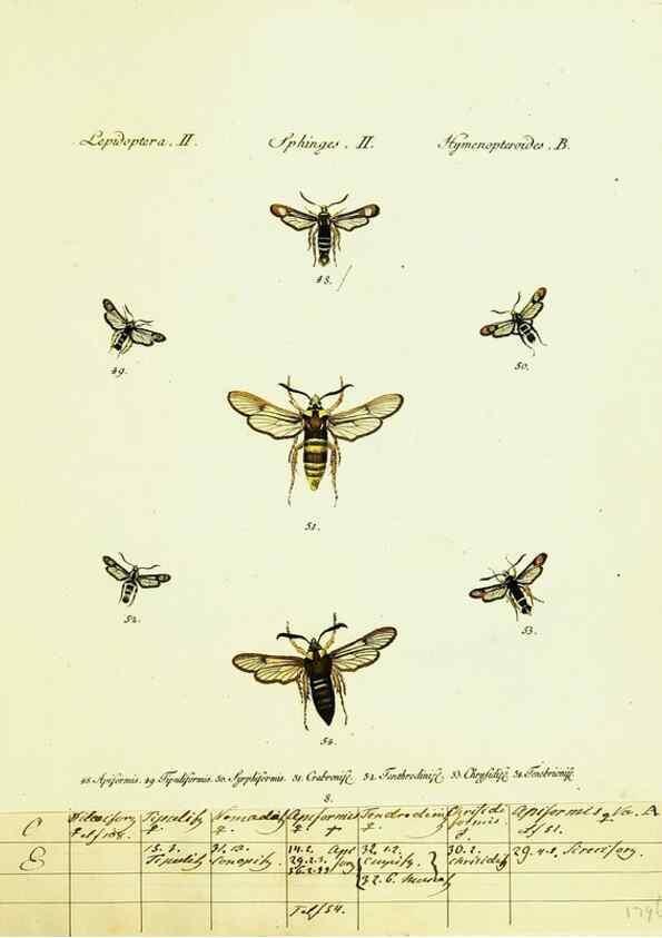 Reproducción/Reproduction 9101512244: Hübner's papilio. S.l. :s.n.,1796-1841