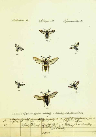 Reproducción/Reproduction 9101512244: Hübner's papilio. S.l. :s.n.,1796-1841