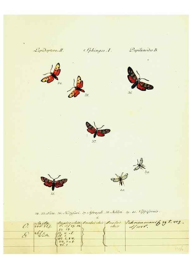 Reproducción/Reproduction 9099277325: Hübner's papilio. S.l. :s.n.,1796-1841