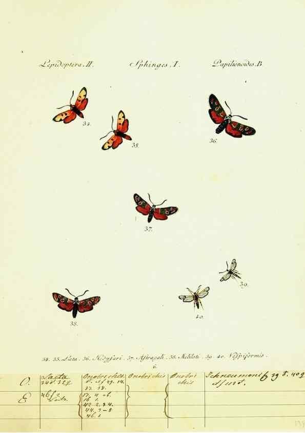 Reproducción/Reproduction 9099277325: Hübner's papilio. S.l. :s.n.,1796-1841