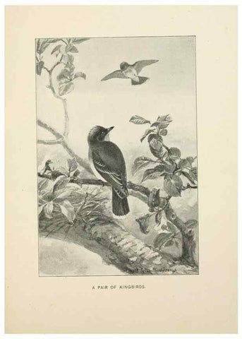 Reproducción/Reproduction 9092251895: Bird world :. Boston :Ginn,c1898.