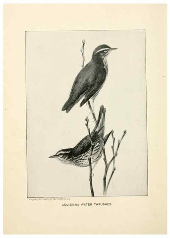 Reproducción/Reproduction 9092253143: Bird world :. Boston :Ginn,c1898.