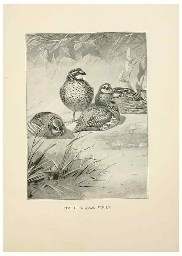 Reproducción/Reproduction 9094477078: Bird world :. Boston :Ginn,c1898.