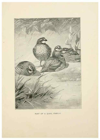 Reproducción/Reproduction 9094477078: Bird world :. Boston :Ginn,c1898.