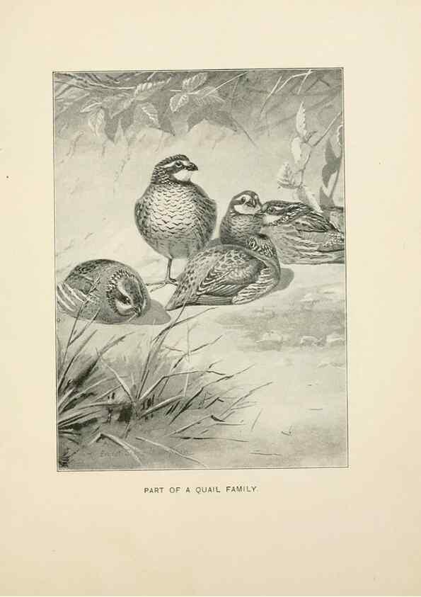 Reproducción/Reproduction 9094477078: Bird world :. Boston :Ginn,c1898.