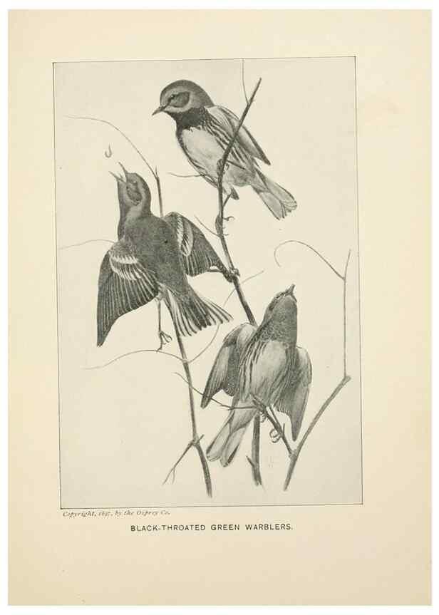 Reproducción/Reproduction 9094478038: Bird world :. Boston :Ginn,c1898.
