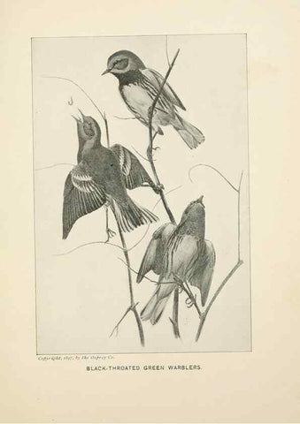 Reproducción/Reproduction 9094478038: Bird world :. Boston :Ginn,c1898.