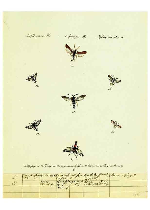 Reproducción/Reproduction 9099278539: Hübner's papilio. S.l. :s.n.,1796-1841