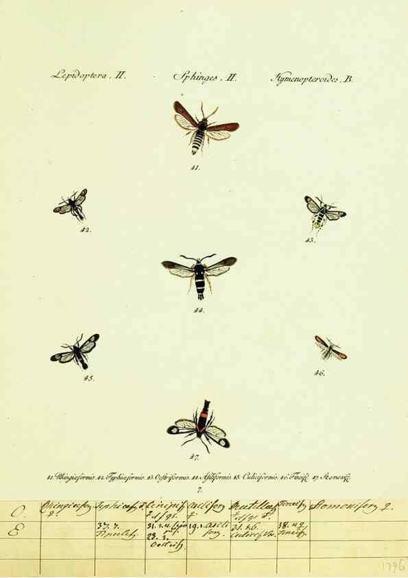 Reproducción/Reproduction 9099278539: Hübner's papilio. S.l. :s.n.,1796-1841