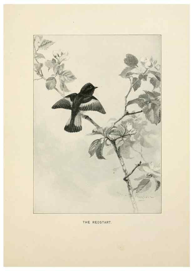 Reproducción/Reproduction 9094480856: Bird world :. Boston :Ginn,c1898.