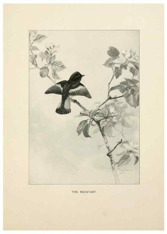 Reproducción/Reproduction 9094480856: Bird world :. Boston :Ginn,c1898.