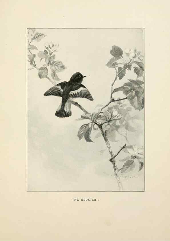 Reproducción/Reproduction 9094480856: Bird world :. Boston :Ginn,c1898.