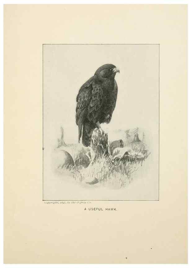 Reproducción/Reproduction 9094482718: Bird world :. Boston :Ginn,c1898.