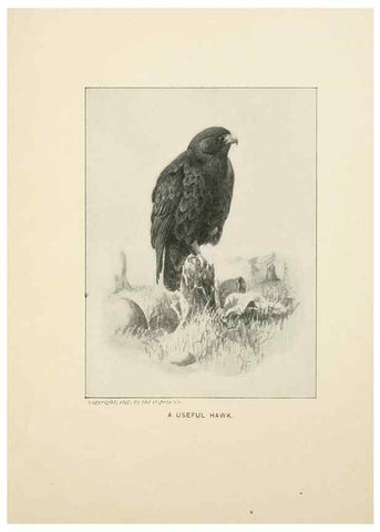 Reproducción/Reproduction 9094482718: Bird world :. Boston :Ginn,c1898.
