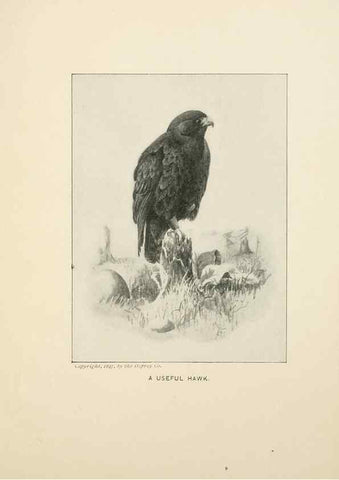 Reproducción/Reproduction 9094482718: Bird world :. Boston :Ginn,c1898.