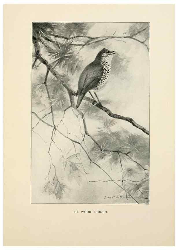 Reproducción/Reproduction 9092261601: Bird world :. Boston :Ginn,c1898.
