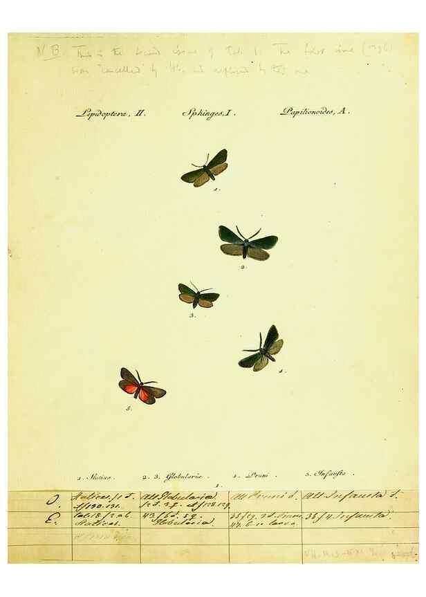 Reproducción/Reproduction 9099270409: Hübner's papilio. S.l. :s.n.,1796-1841