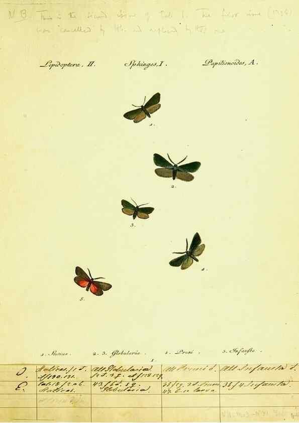 Reproducción/Reproduction 9099270409: Hübner's papilio. S.l. :s.n.,1796-1841