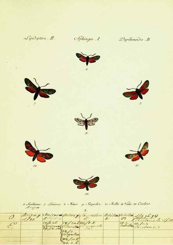 Reproducción/Reproduction 9101503772: Hübner's papilio. S.l. :s.n.,1796-1841