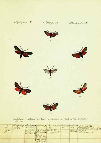 Reproducción/Reproduction 9101503772: Hübner's papilio. S.l. :s.n.,1796-1841