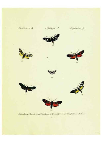 Reproducción/Reproduction 9099272811: Hübner's papilio. S.l. :s.n.,1796-1841