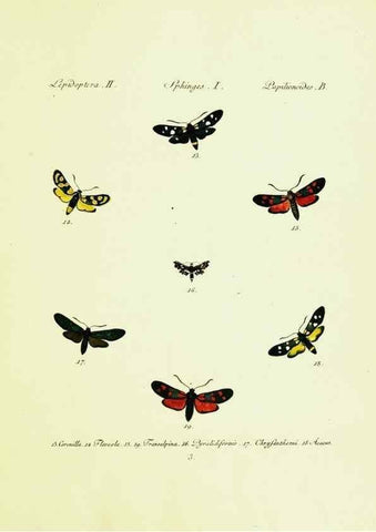 Reproducción/Reproduction 9099272811: Hübner's papilio. S.l. :s.n.,1796-1841