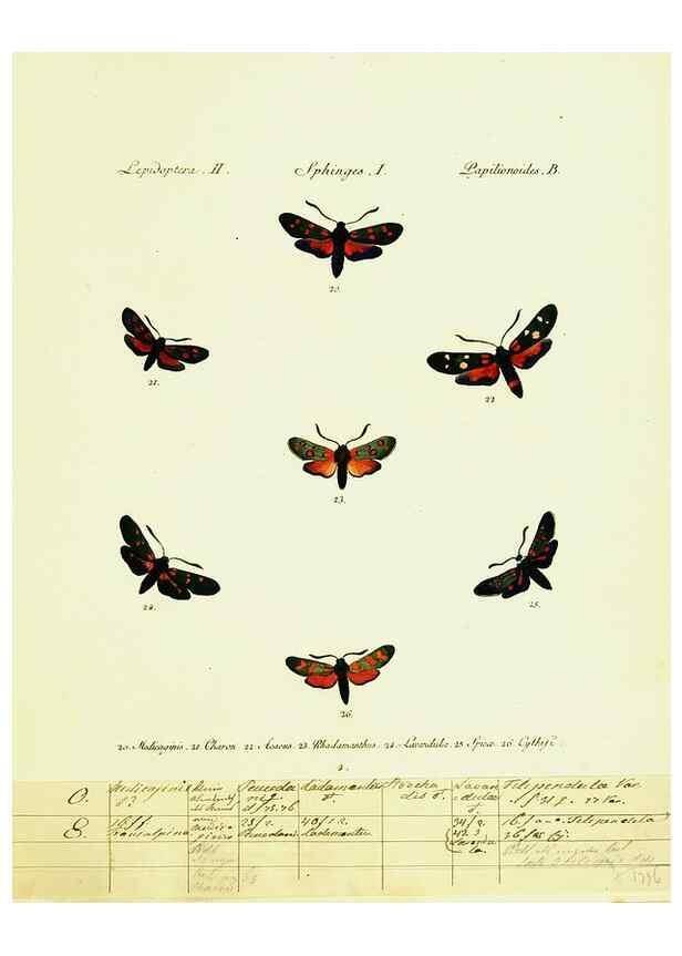 Reproducción/Reproduction 9099273731: Hübner's papilio. S.l. :s.n.,1796-1841