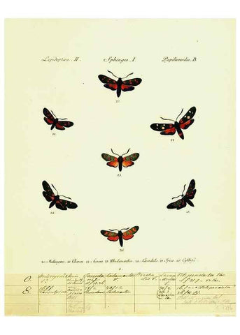 Reproducción/Reproduction 9099273731: Hübner's papilio. S.l. :s.n.,1796-1841