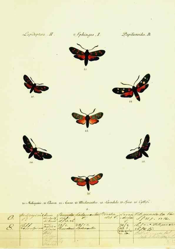 Reproducción/Reproduction 9099273731: Hübner's papilio. S.l. :s.n.,1796-1841