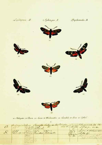 Reproducción/Reproduction 9099273731: Hübner's papilio. S.l. :s.n.,1796-1841