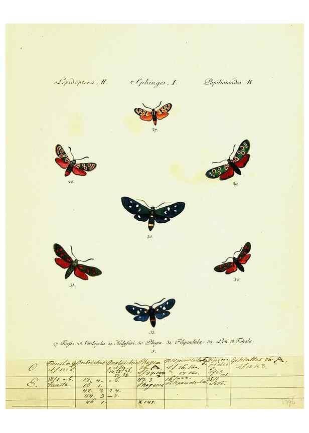 Reproducción/Reproduction 9099275309: Hübner's papilio. S.l. :s.n.,1796-1841