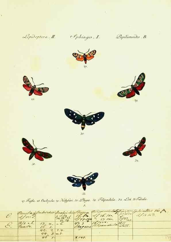Reproducción/Reproduction 9099275309: Hübner's papilio. S.l. :s.n.,1796-1841