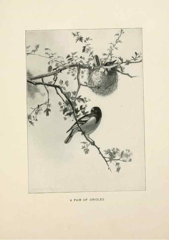 Reproducción/Reproduction 9094481832: Bird world :. Boston :Ginn,c1898.