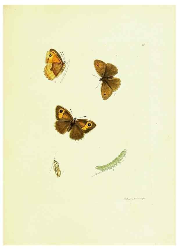 Reproducción/Reproduction 9689085688: The papilios of Great Britain,. London,Printed for J. Johnson,1795.