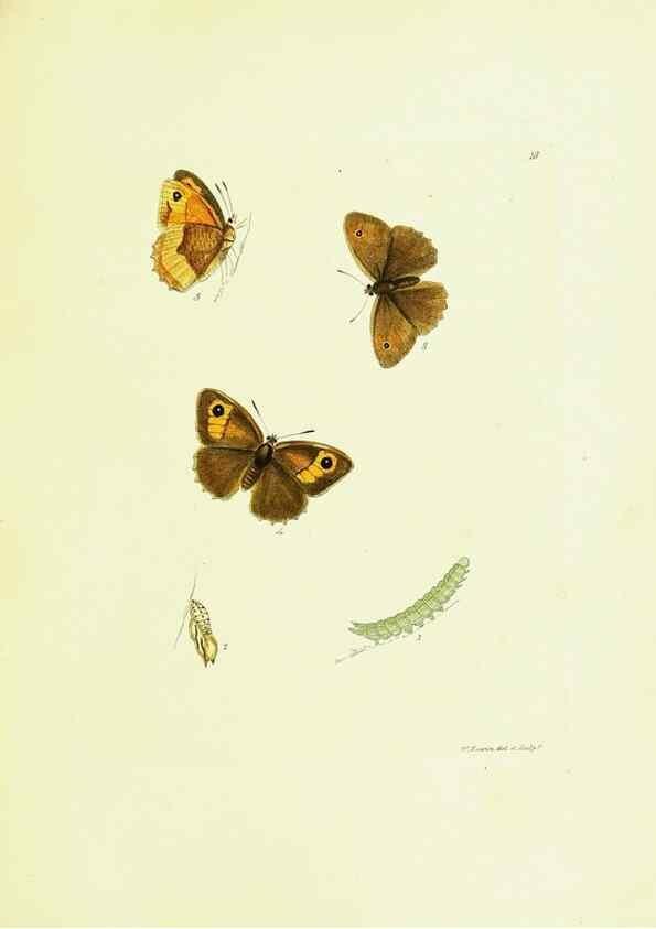 Reproducción/Reproduction 9689085688: The papilios of Great Britain,. London,Printed for J. Johnson,1795.