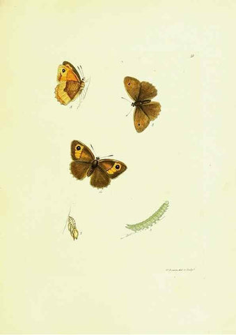 Reproducción/Reproduction 9689085688: The papilios of Great Britain,. London,Printed for J. Johnson,1795.