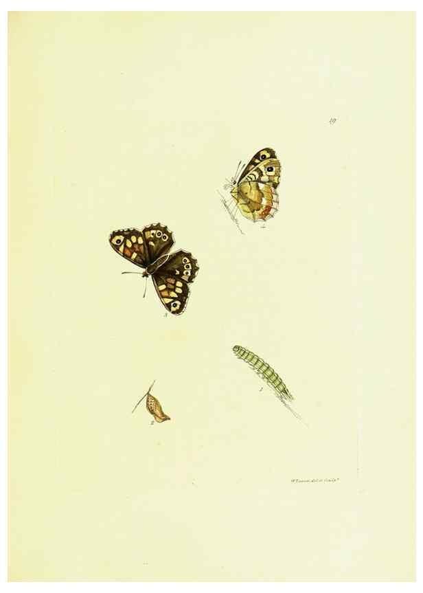 Reproducción/Reproduction 9689086760: The papilios of Great Britain,. London,Printed for J. Johnson,1795.