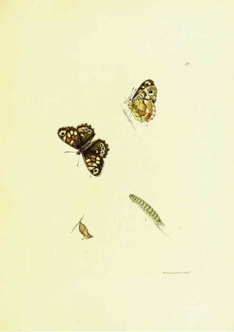 Reproducción/Reproduction 9689086760: The papilios of Great Britain,. London,Printed for J. Johnson,1795.
