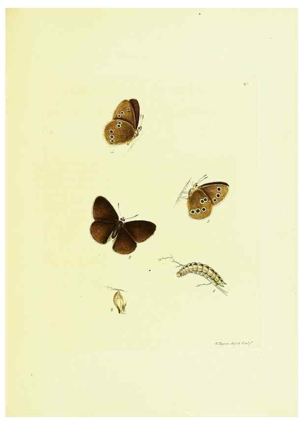 Reproducción/Reproduction 9689087858: The papilios of Great Britain,. London,Printed for J. Johnson,1795.
