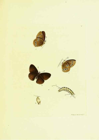 Reproducción/Reproduction 9689087858: The papilios of Great Britain,. London,Printed for J. Johnson,1795.