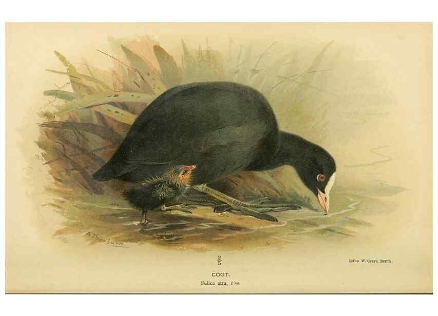 Reproducción/Reproduction 10560599593: Coloured figures of the birds of the British Islands / issued by Lord Lilford.. London :R. H. Porter,1885-1897.