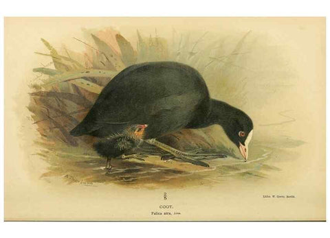 Reproducción/Reproduction 10560599593: Coloured figures of the birds of the British Islands / issued by Lord Lilford.. London :R. H. Porter,1885-1897.