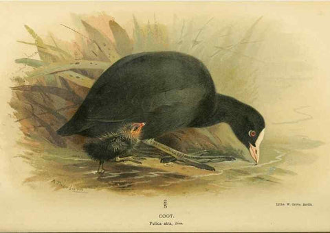 Reproducción/Reproduction 10560599593: Coloured figures of the birds of the British Islands / issued by Lord Lilford.. London :R. H. Porter,1885-1897.