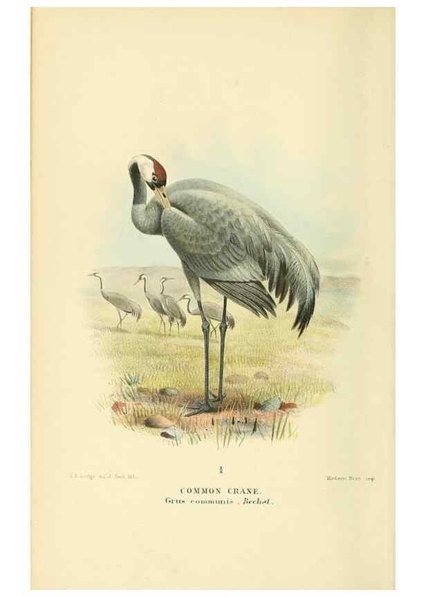 Reproducción/Reproduction 10560346415: Coloured figures of the birds of the British Islands / issued by Lord Lilford.. London :R. H. Porter,1885-1897.