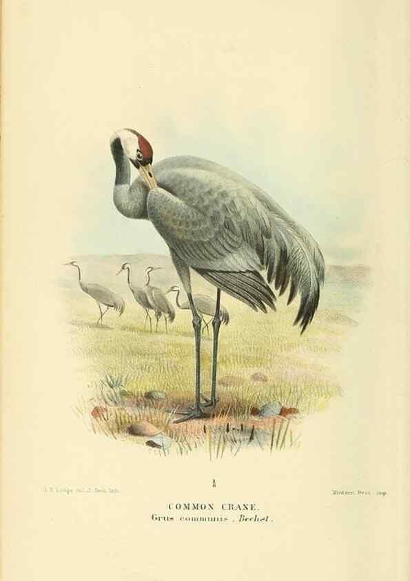 Reproducción/Reproduction 10560346415: Coloured figures of the birds of the British Islands / issued by Lord Lilford.. London :R. H. Porter,1885-1897.